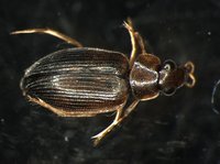 藏品(蚜蟲)的圖片